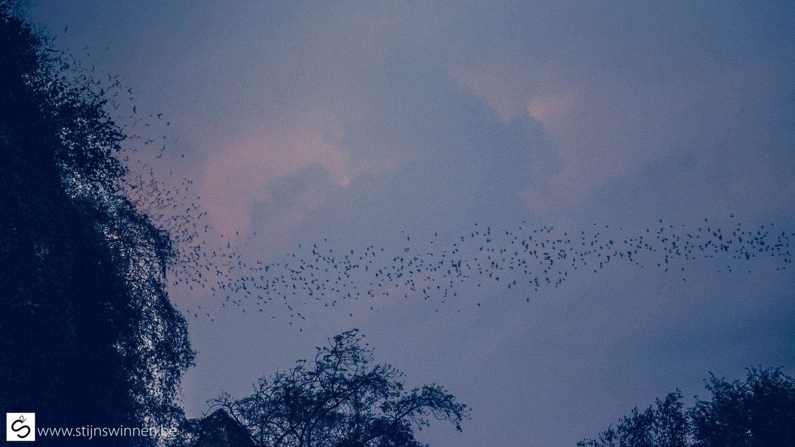 BATtambang - What you see are bats
