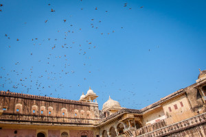 Pigeons circling over the Amber Fort