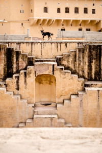 Dog and the Step Well