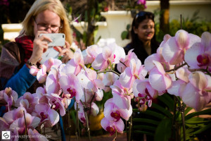 Elize enjoying the orchids