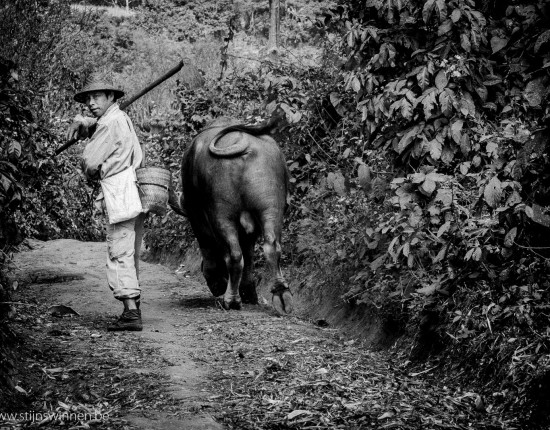 famer and bull in near Hsipaw