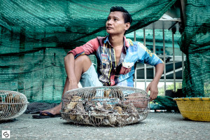 Birds in small cages being sold on Yangon market