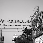 Birds on many wires