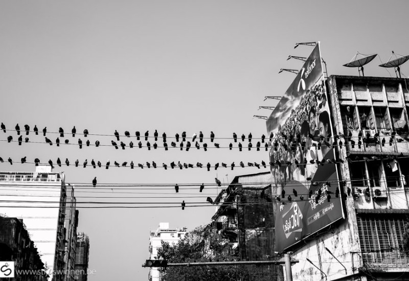 Birds on many wires