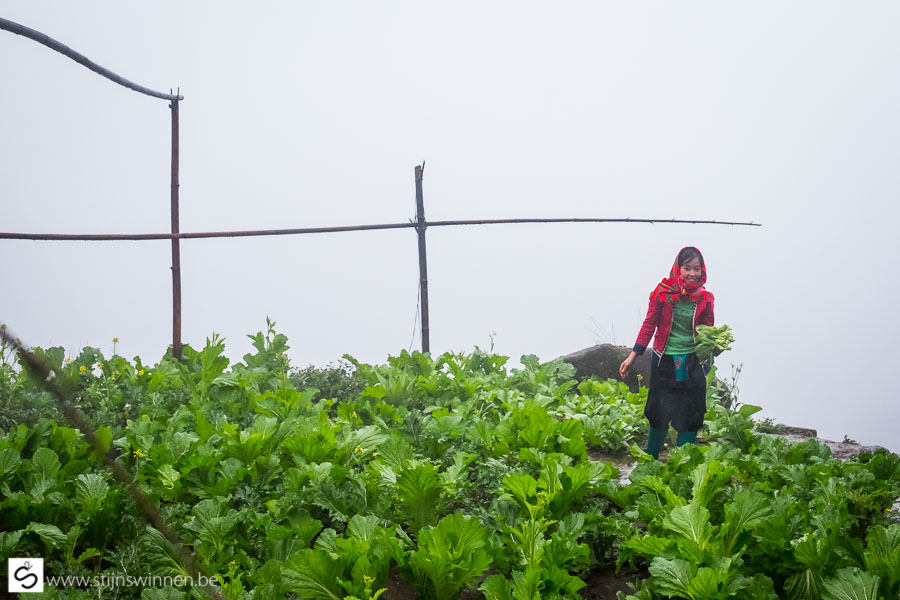 Nam Cang: smiling pretty girl taking cabbage from the vegetable garden on a foggy background